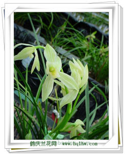 細葉白蓮瓣素 細葉白蓮瓣素