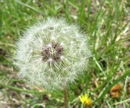 光果蒲公英組 光果蒲公英組