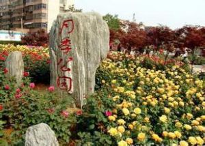 月季公園[石家莊]