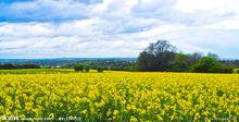 油菜花