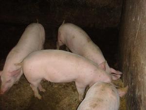 鹿鳴自然村-生豬養殖