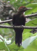 沖繩啄木鳥 沖繩啄木鳥