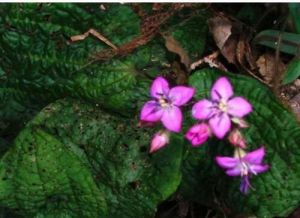 海南錦香草 海南錦香草