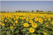 河套平原的向日葵田
