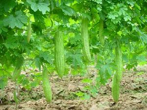 碧綠3號苦瓜圖片