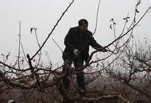 蘋果樹修剪 蘋果樹修剪