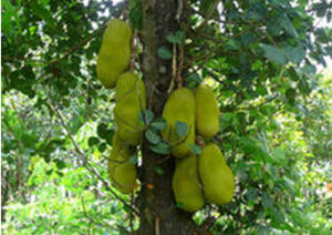 鉤毛樹科 鉤毛樹科