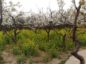 東代固鄉 東代固鄉