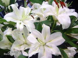 狐尾百合 狐尾百合