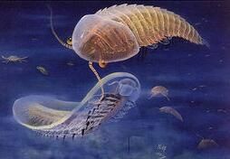 雲南蟲類 雲南蟲類