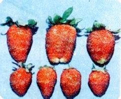 植物多倍體現象 植物多倍體現象