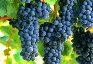 設拉子[葡萄品種]