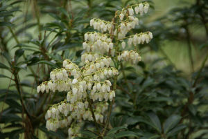 高山白珠 高山白珠