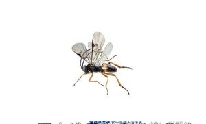 斑痣懸繭蜂 斑痣懸繭蜂