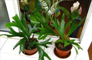 斯維德貝爾基枝脈蕨 斯維德貝爾基枝脈蕨