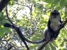 長尾猴[靈長目猴科長尾屬動物]