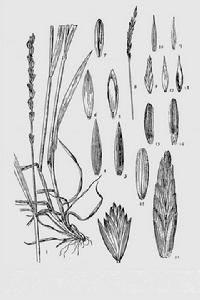 毛稃偃麥草 毛稃偃麥草