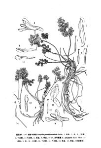 多葉紫堇