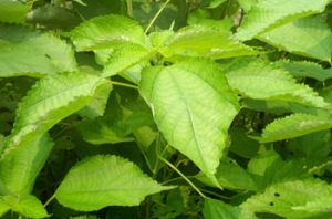 滇黔苧麻 滇黔苧麻