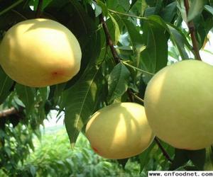 砂子早生 砂子早生