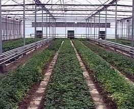 苗圃輪作 苗圃輪作