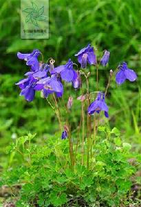 白山耬斗菜 白山耬斗菜