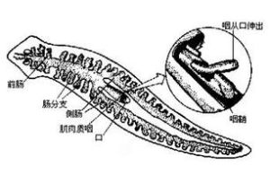仙鉤蟲屬 仙鉤蟲屬