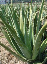 庫拉索蘆薈 庫拉索蘆薈