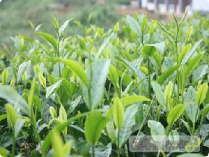 全胚芽苦蕎茶 全胚芽苦蕎茶