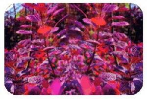 美國紅枦 美國紅枦