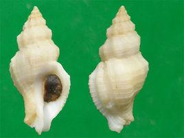 紡錘骨螺 紡錘骨螺