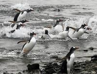 巴布亞企鵝 巴布亞企鵝