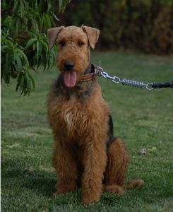 Airedale Terrier