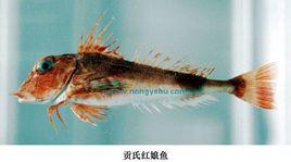 貢氏紅娘魚 貢氏紅娘魚