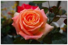 揚基歌月季 揚基歌月季