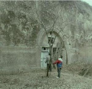枝繁葉茂[張撼依執導電影]