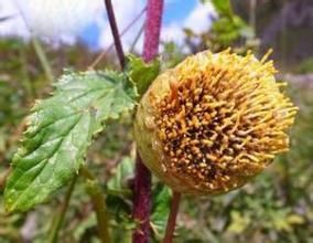 翅膜菊屬 翅膜菊屬