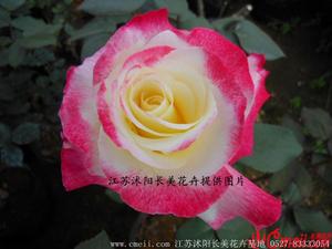 聞香苗木園藝場