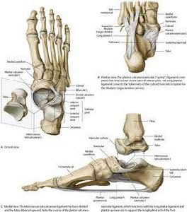 距跟舟關節 距跟舟關節