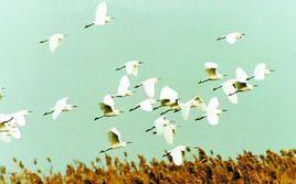 崇明東灘濕地 崇明東灘濕地