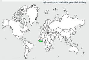 銅尾麗椋鳥分布圖