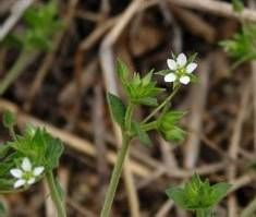 剛毛無心菜 剛毛無心菜
