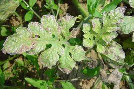 西瓜枯葉病 西瓜枯葉病