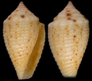 小疙瘩芋螺 小疙瘩芋螺