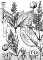 短花水金京(亞種) 短花水金京(亞種)