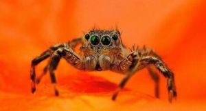 鐵鏽紅巴布 鐵鏽紅巴布