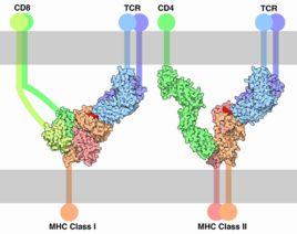 T細胞受體 T細胞受體