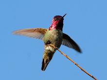 紅喉蜂鳥