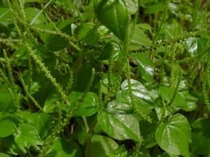 胡椒水害 胡椒水害