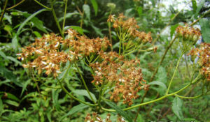 狹葉小舌紫菀 狹葉小舌紫菀